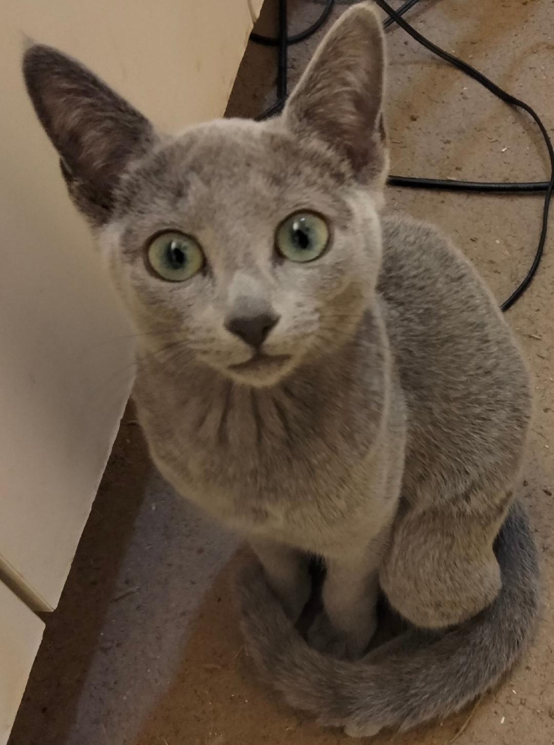 Whitney, Adopted, Young Female Russian Blue.