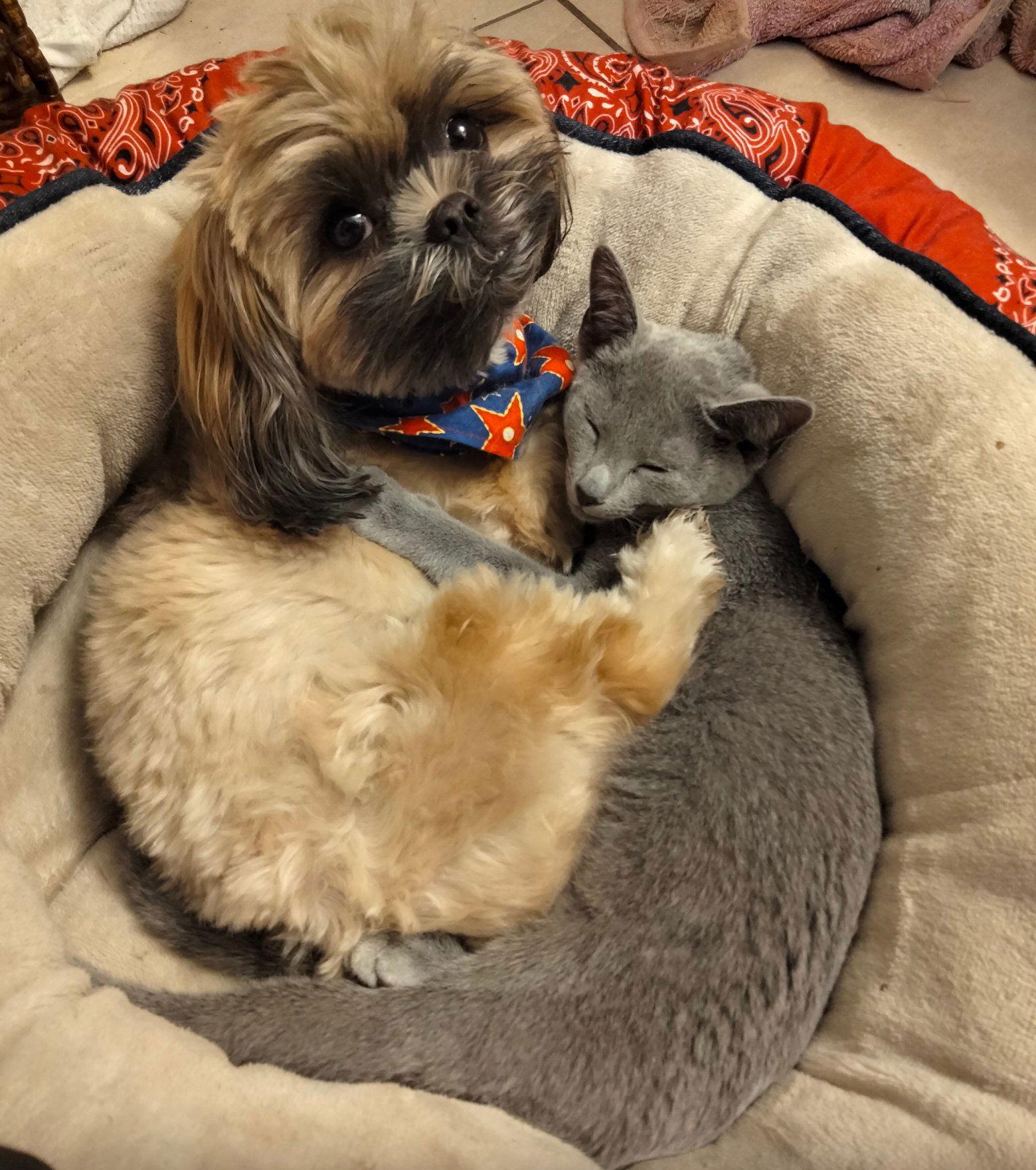 Enlarge Whitney, a Adopted Russian Blue in Fort Myers, FL image 3/3