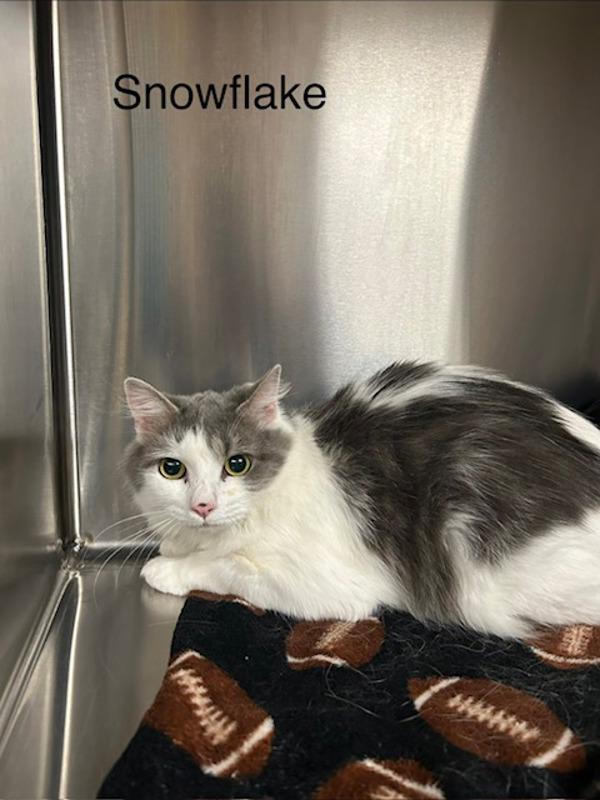 Snowflake, Adoptable, Young Female Domestic Medium Hair.