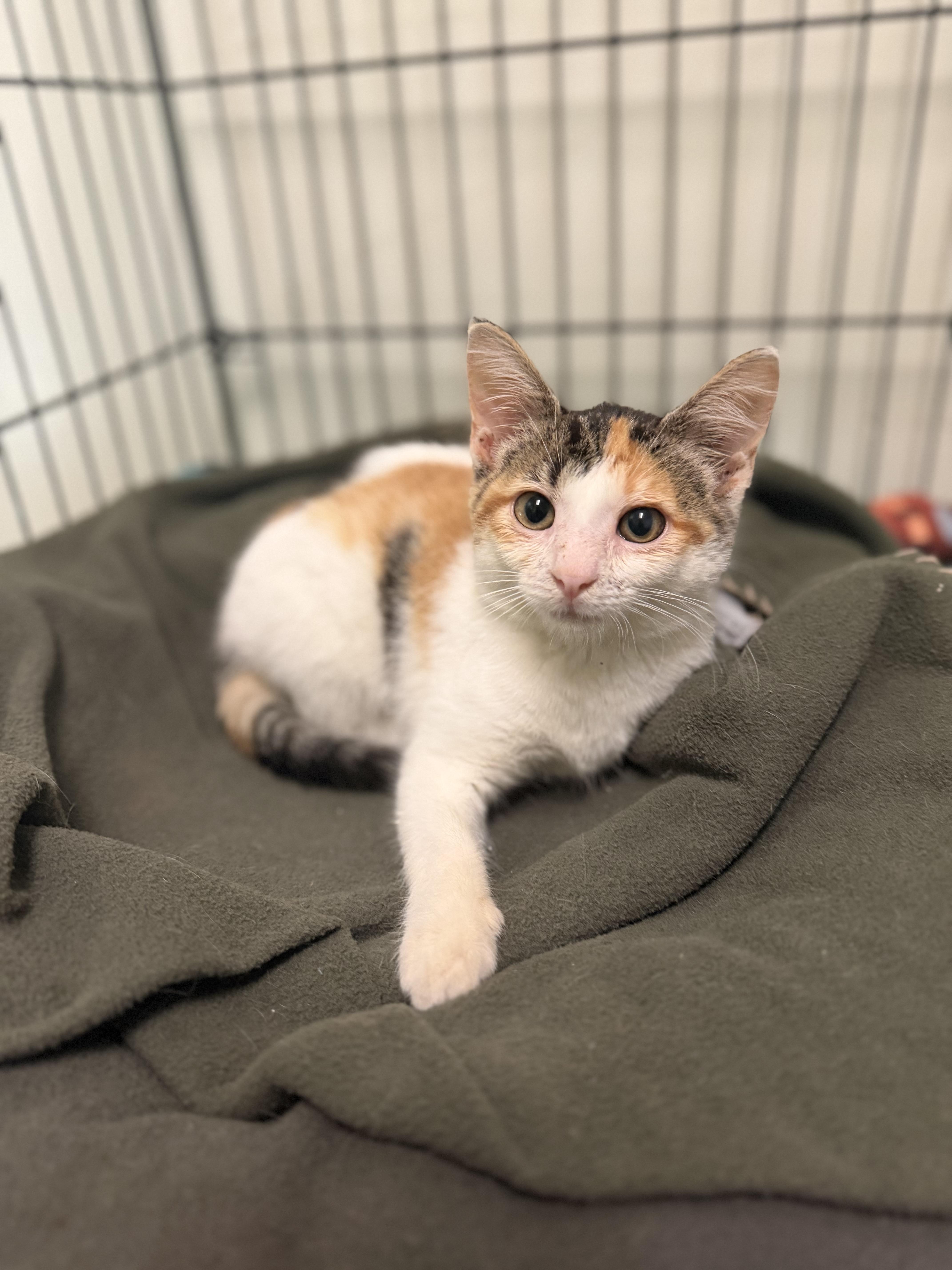 Puppy Chow, Adopted, Young Female Domestic Short Hair.