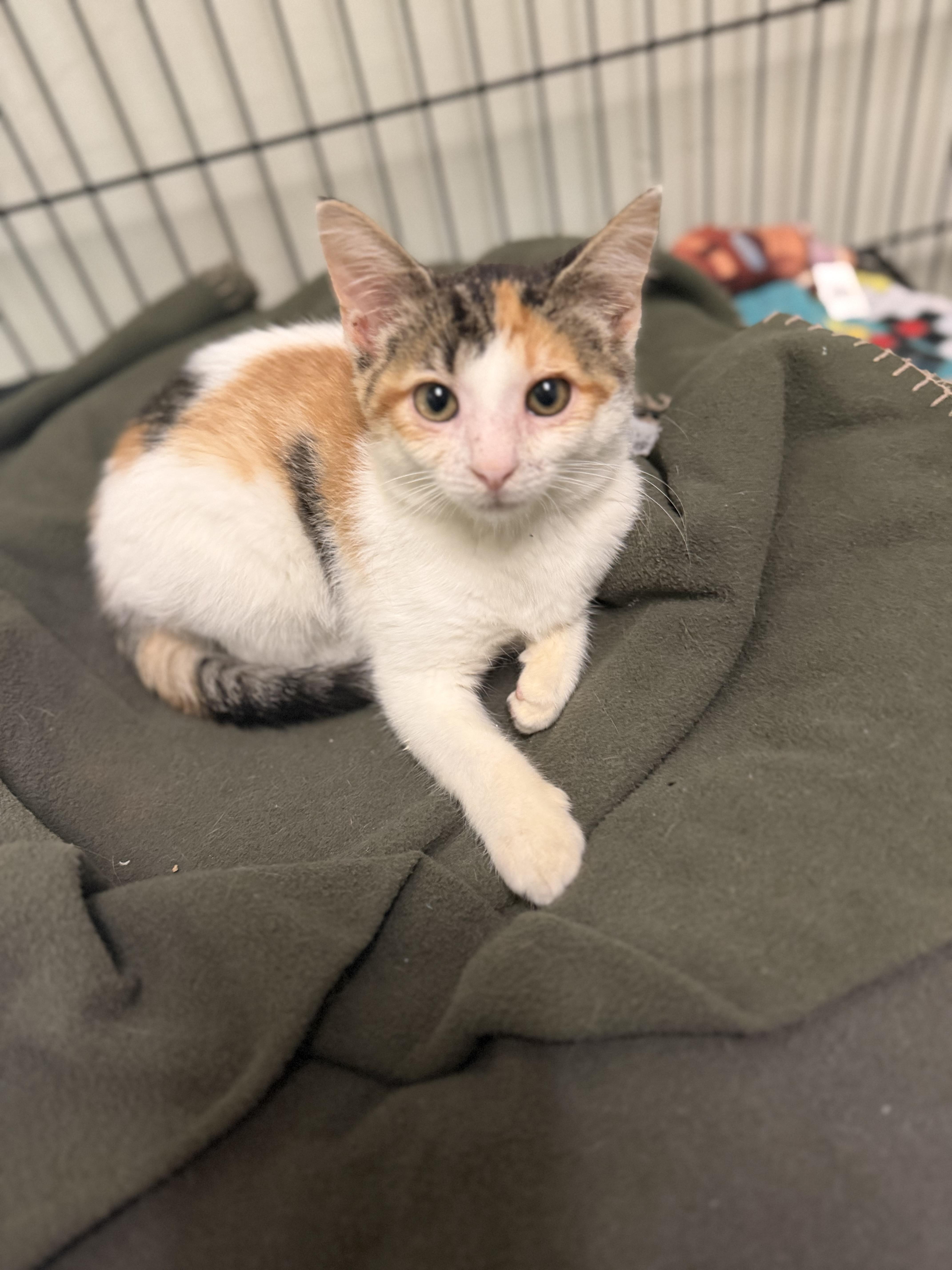 Enlarge Puppy Chow, a Adopted Domestic Short Hair in Dodgeville, WI image 2/2