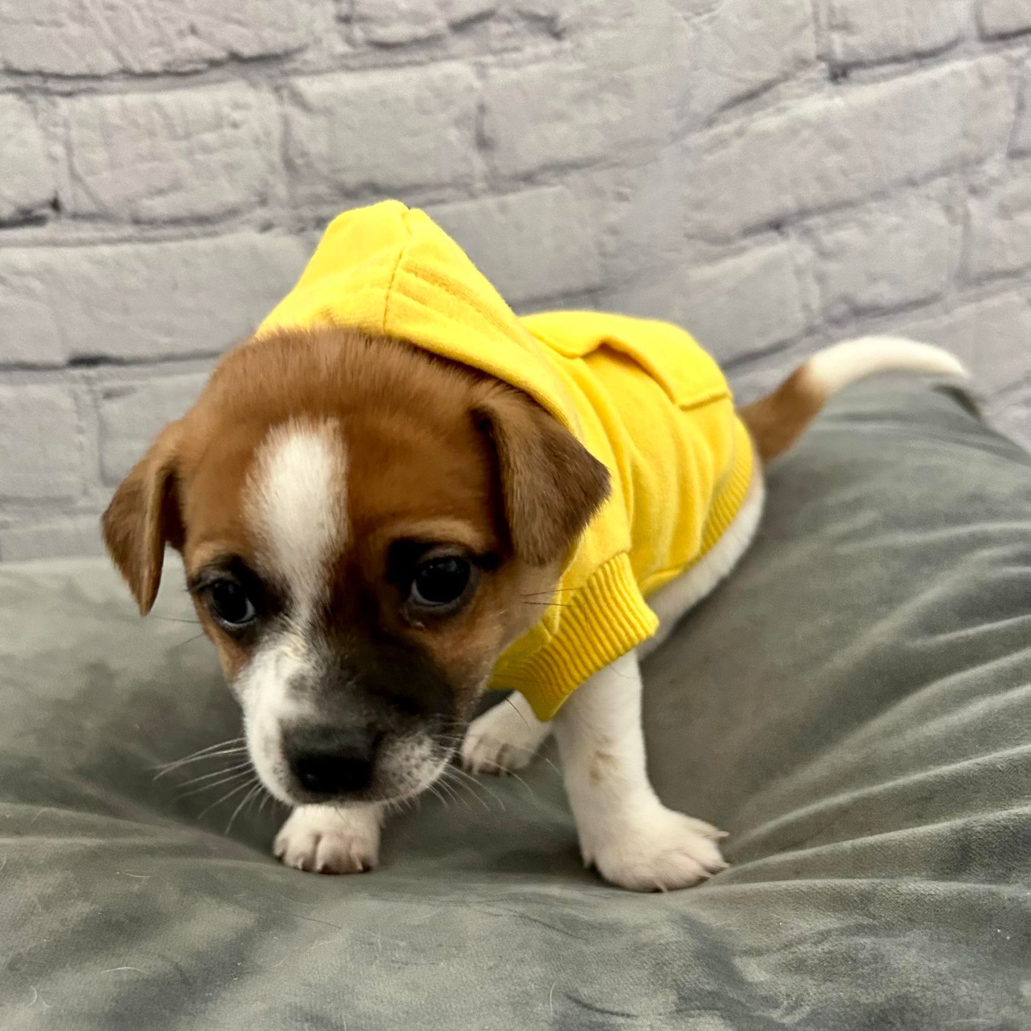 Jasper, Adoptable, Puppy Male Chihuahua.