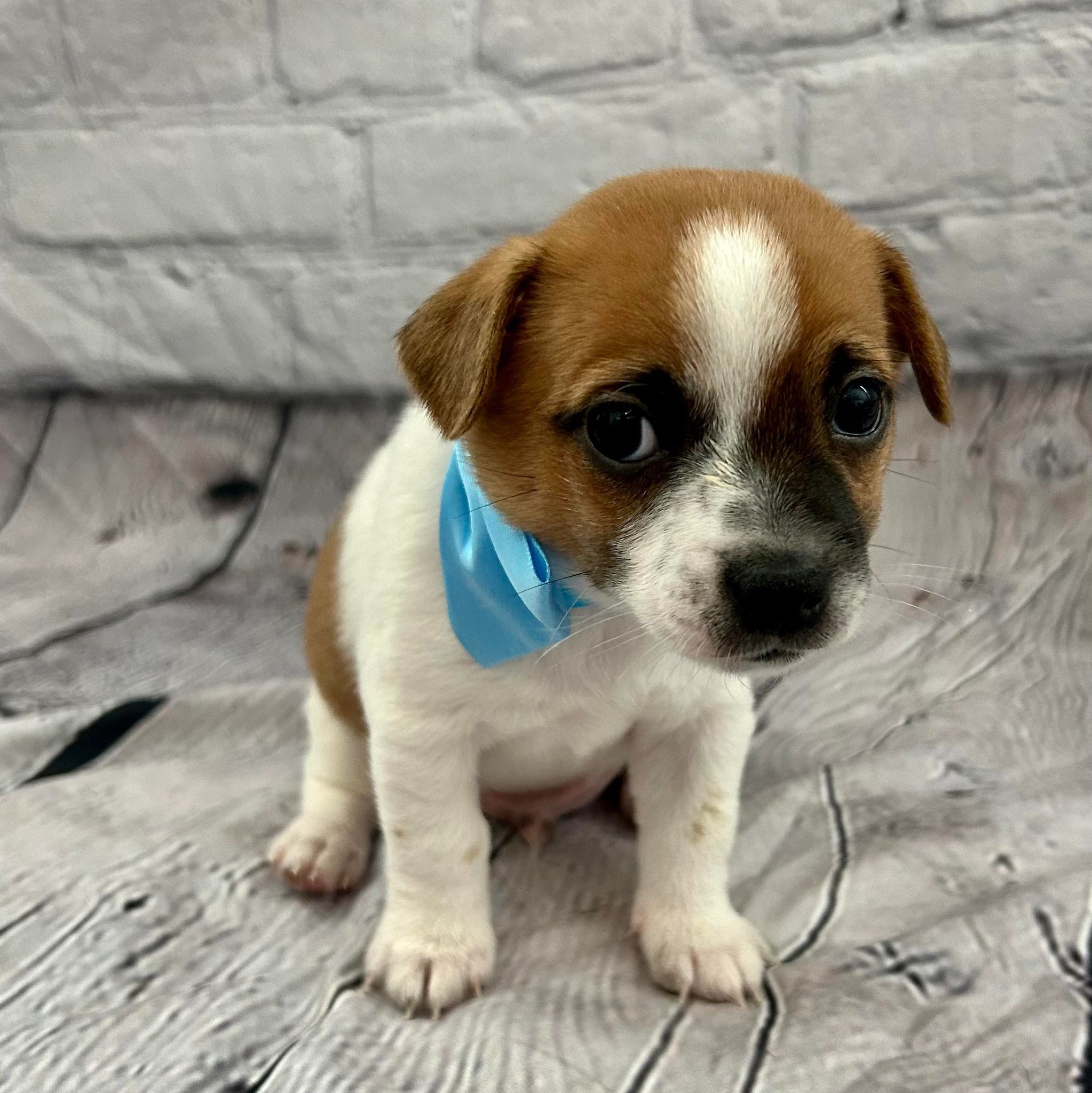 Jasper, a Adoptable mixed breed in Breckenridge, CO image 2/6