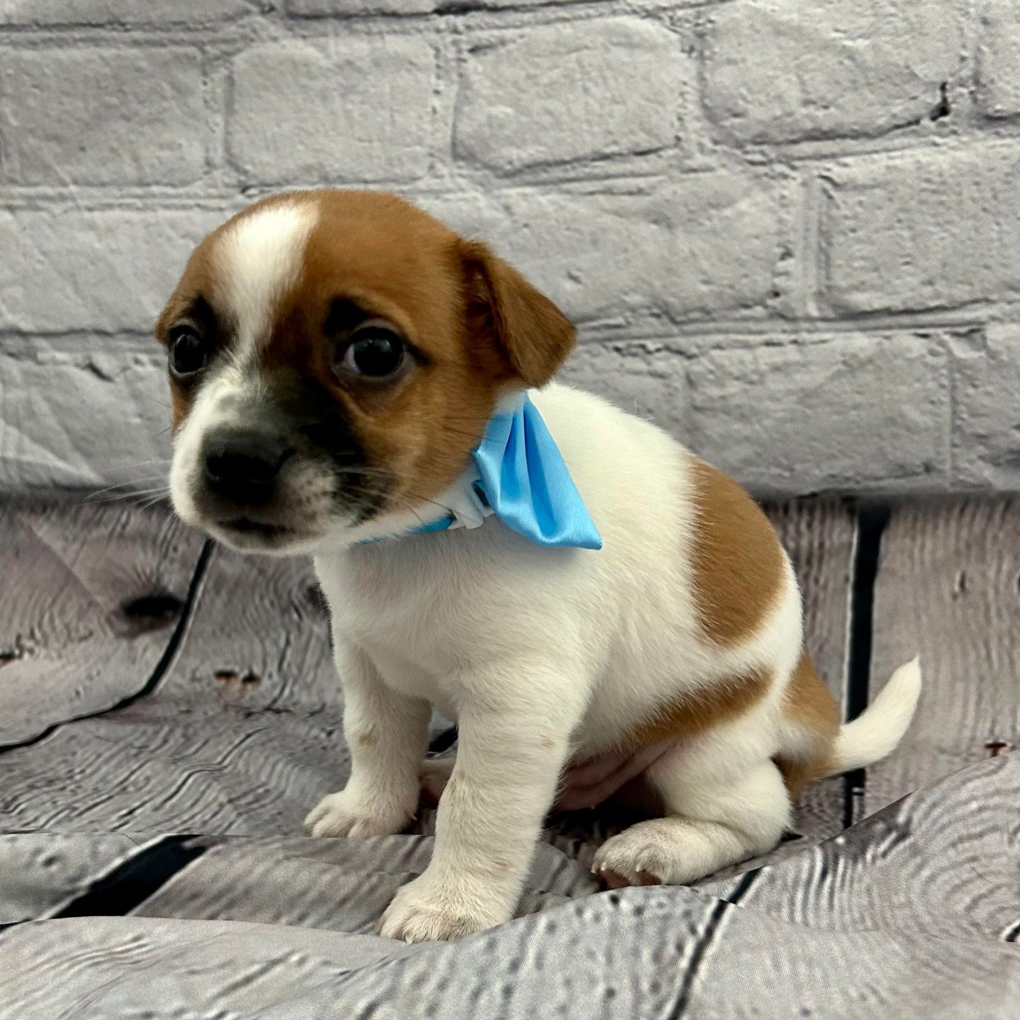 Jasper, a Adoptable mixed breed in Breckenridge, CO image 3/6