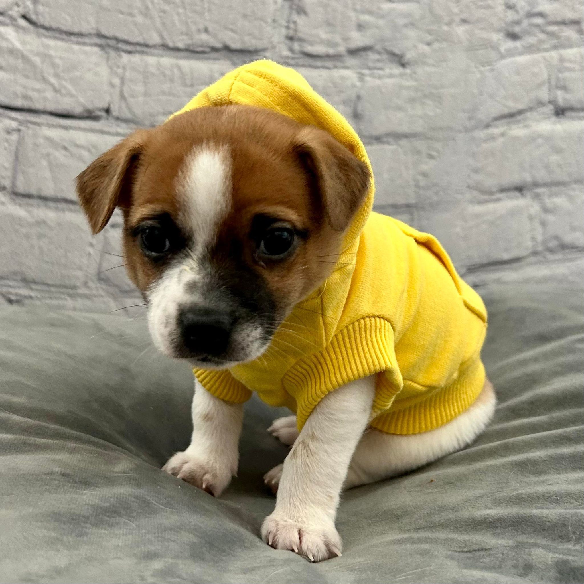 Jasper, a Adoptable mixed breed in Breckenridge, CO image 4/6