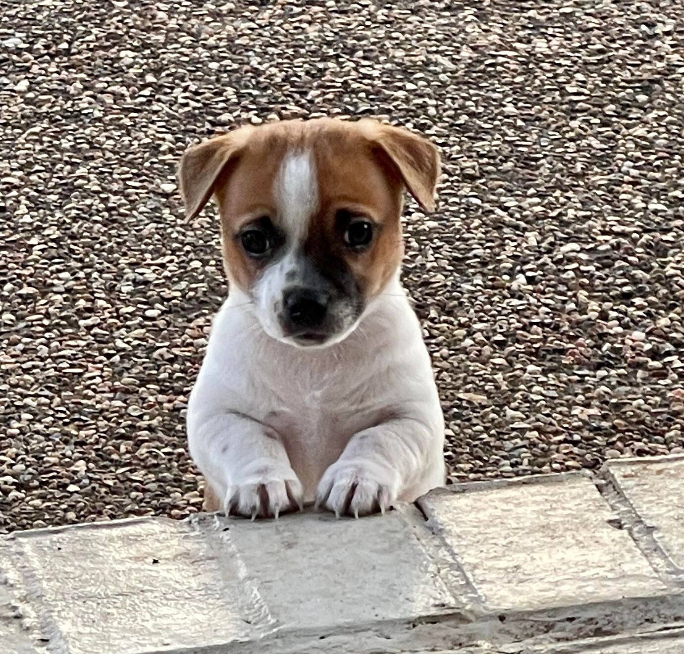 Jasper, a Adoptable mixed breed in Breckenridge, CO image 5/6