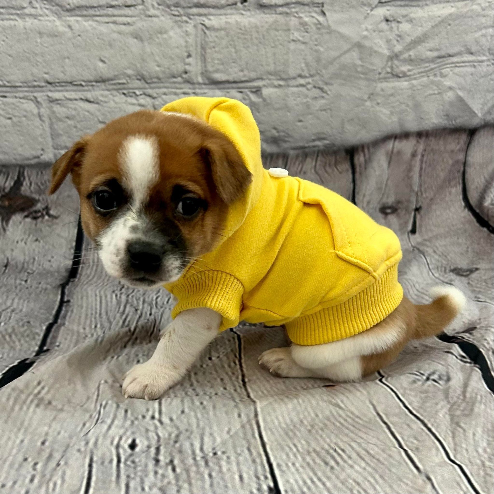 Jasper, a Adoptable mixed breed in Breckenridge, CO image 6/6