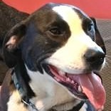 Hamilton, Adoptable, Adult Male Labrador Retriever & Pointer.