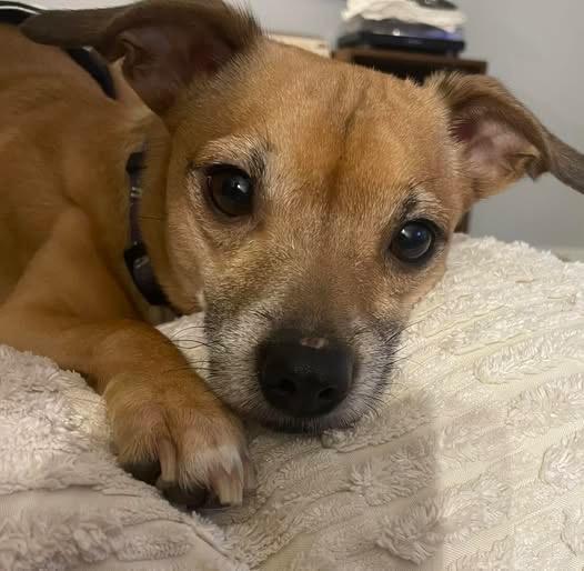 Enlarge Peanut 3, a Adoptable mixed breed in Johnston, IA image 1/2