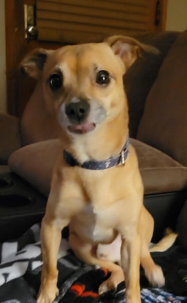 Enlarge Peanut 3, a Adoptable mixed breed in Johnston, IA image 2/2