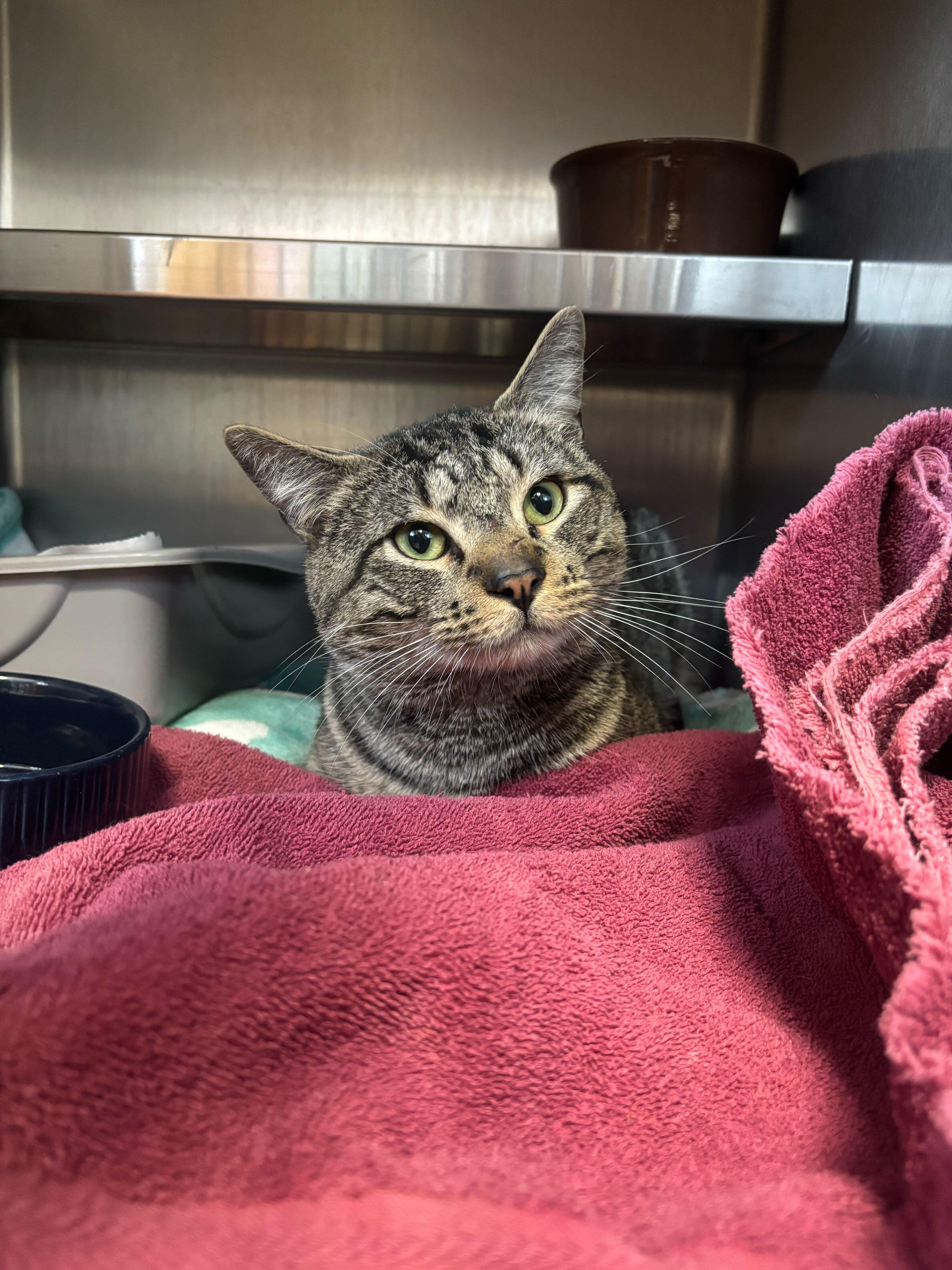 Mr. Michael, ADOPTABLE, Adult Male Domestic Short Hair.