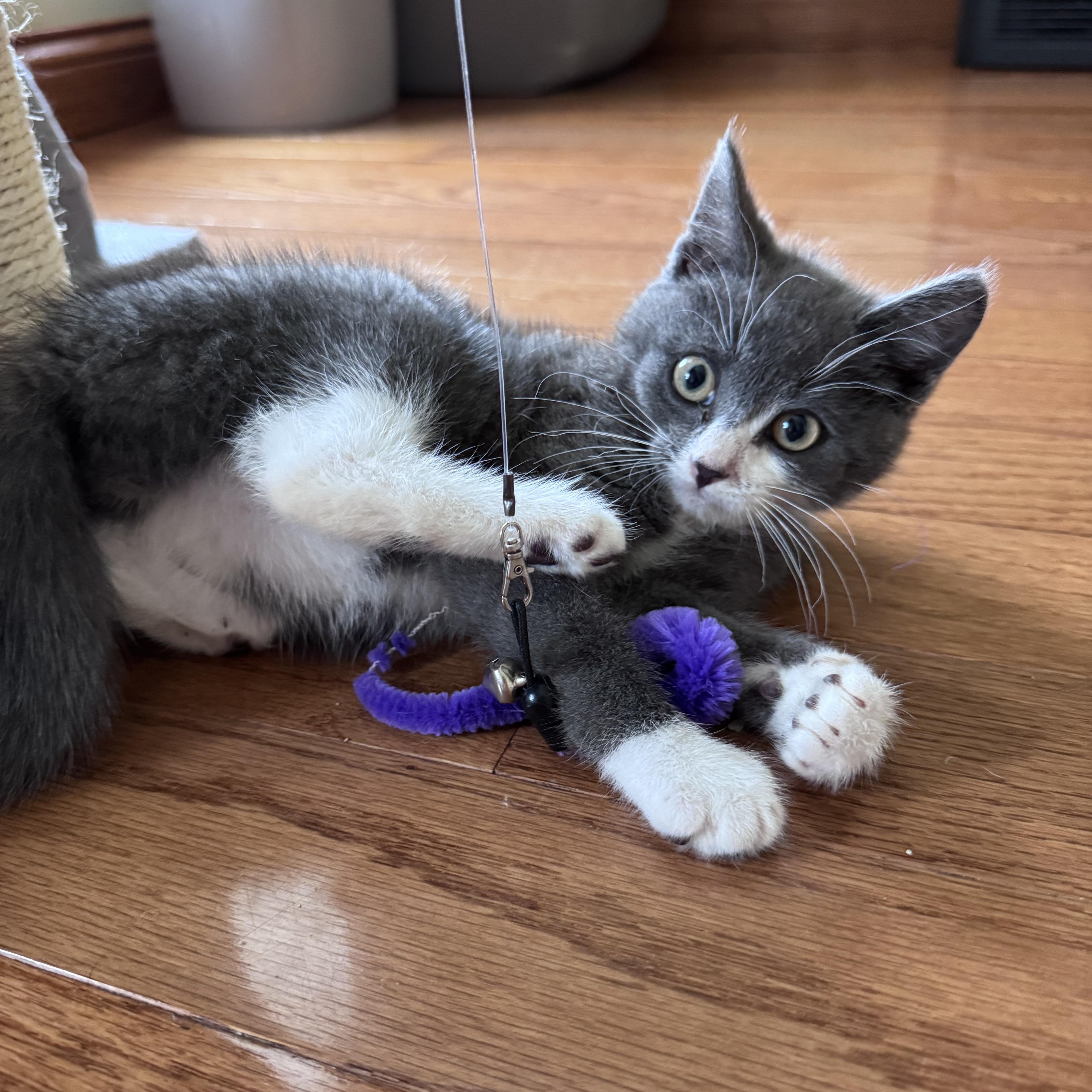 Enlarge Julien, a Adoptable Domestic Short Hair in Anoka, MN image 2/6