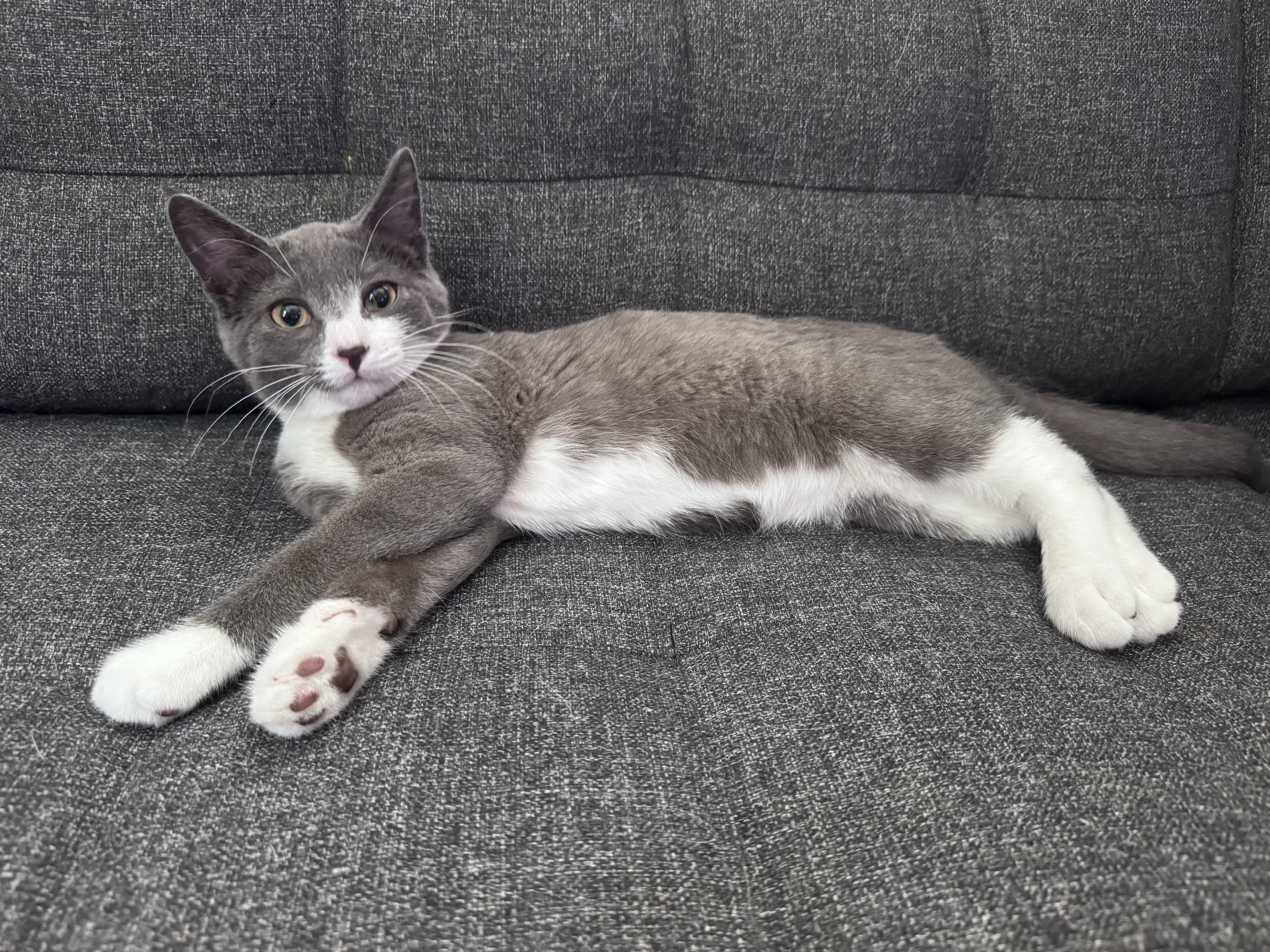 Enlarge Julien, a Adoptable Domestic Short Hair in Anoka, MN image 1/6