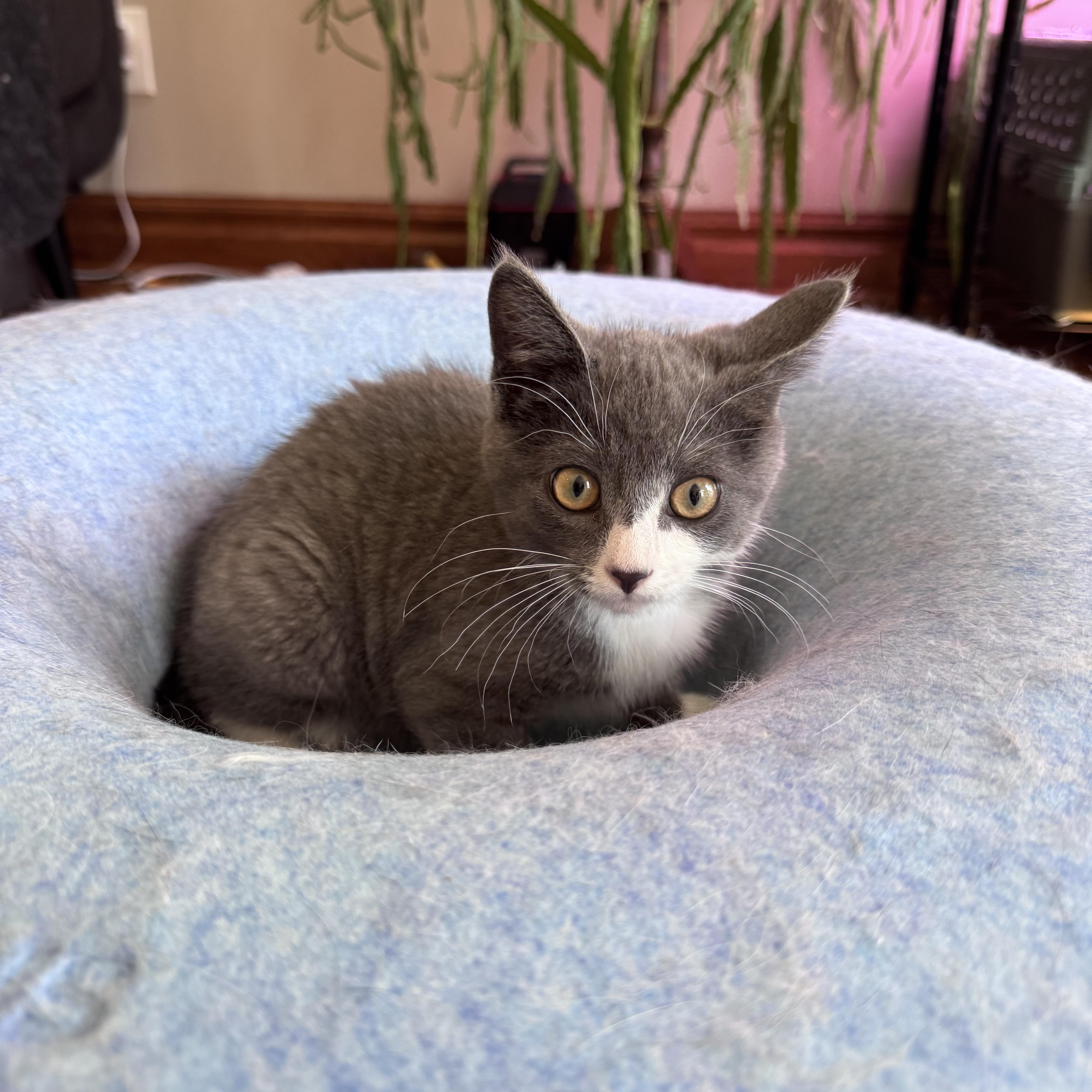 Enlarge Julien, a Adoptable Domestic Short Hair in Anoka, MN image 3/6