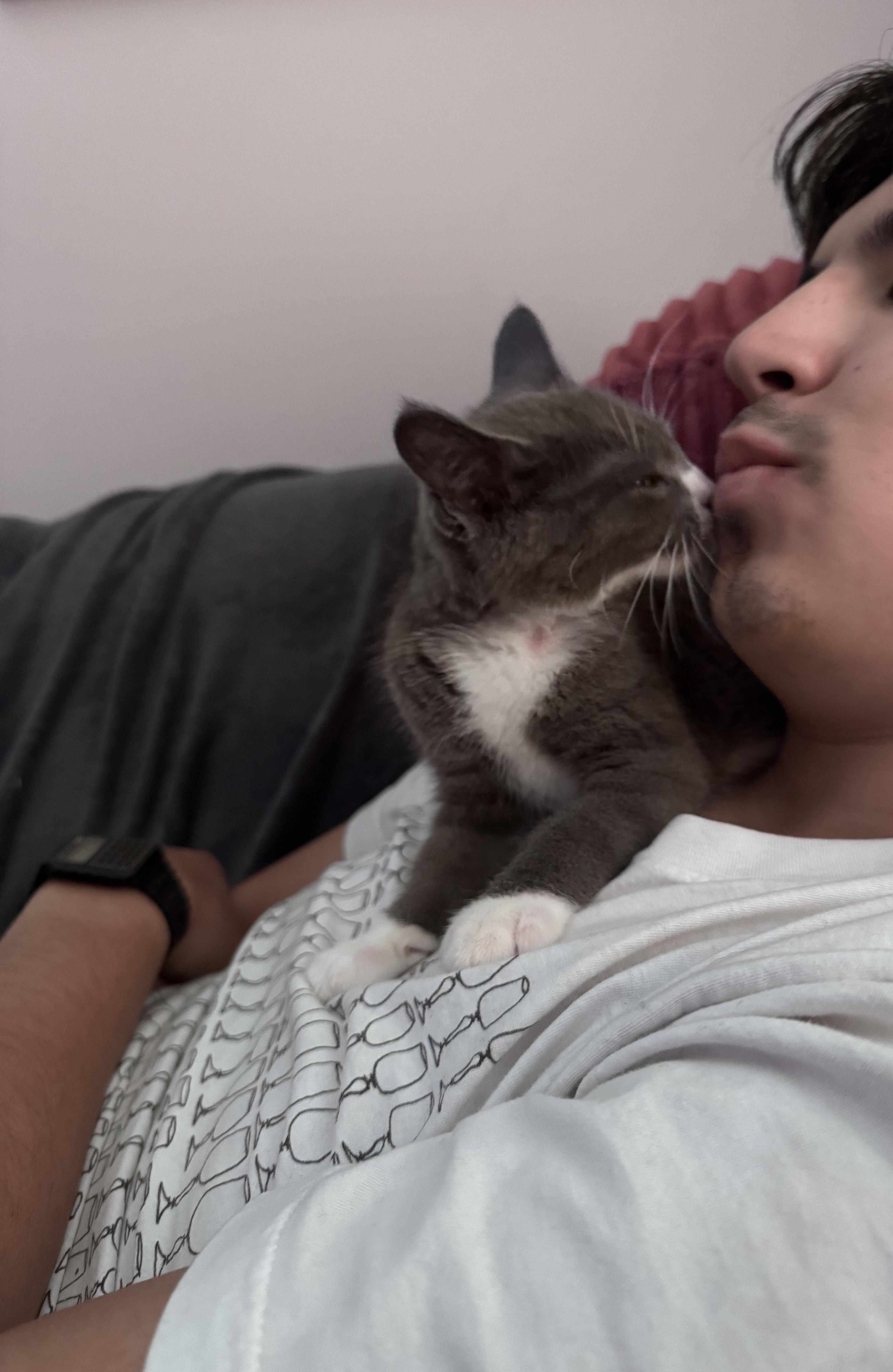 Enlarge Julien, a Adoptable Domestic Short Hair in Anoka, MN image 6/6