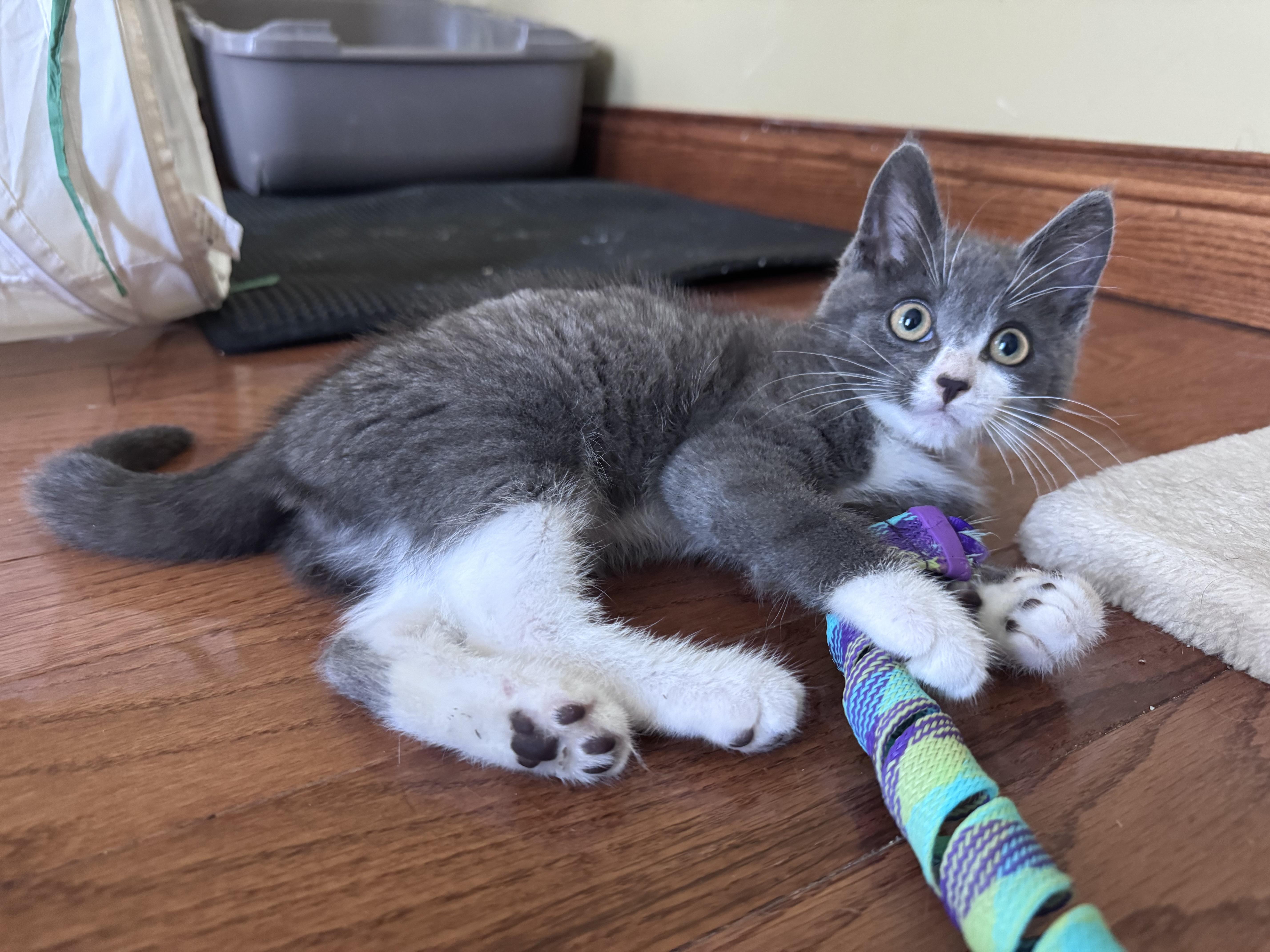 Enlarge Julien, a Adoptable Domestic Short Hair in Anoka, MN image 4/6