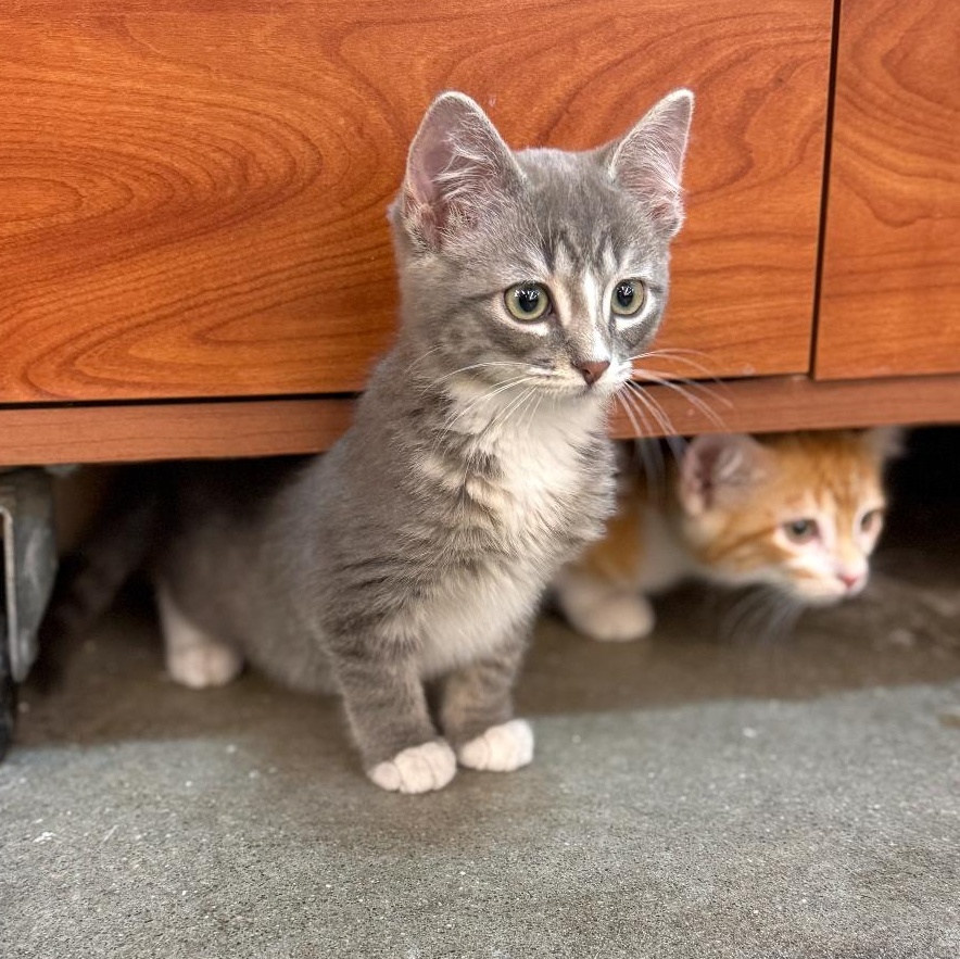 Enlarge Evenstar, a Adoptable mixed breed in Omaha, NE image 2/6