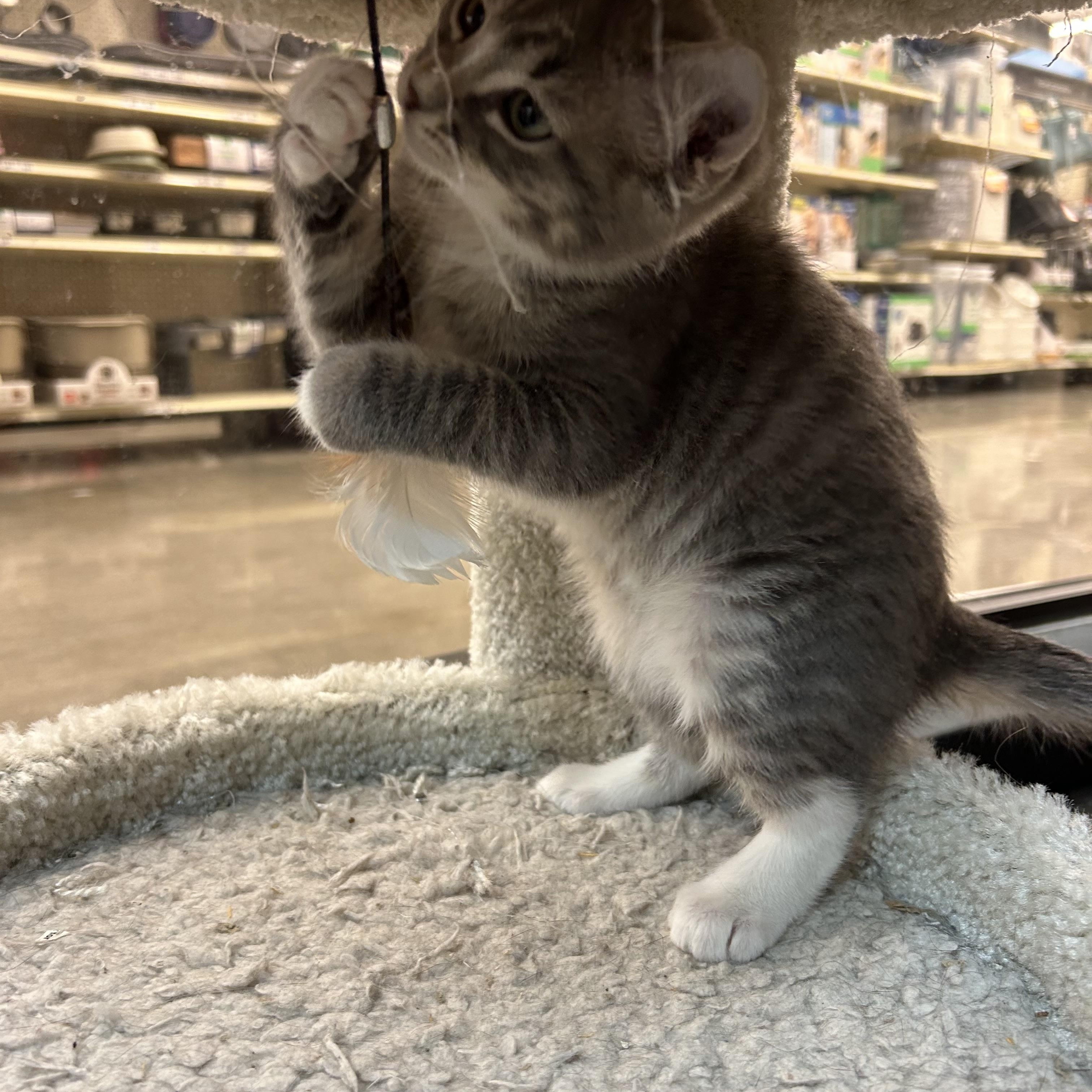 Enlarge Evenstar, a Adoptable mixed breed in Omaha, NE image 3/6