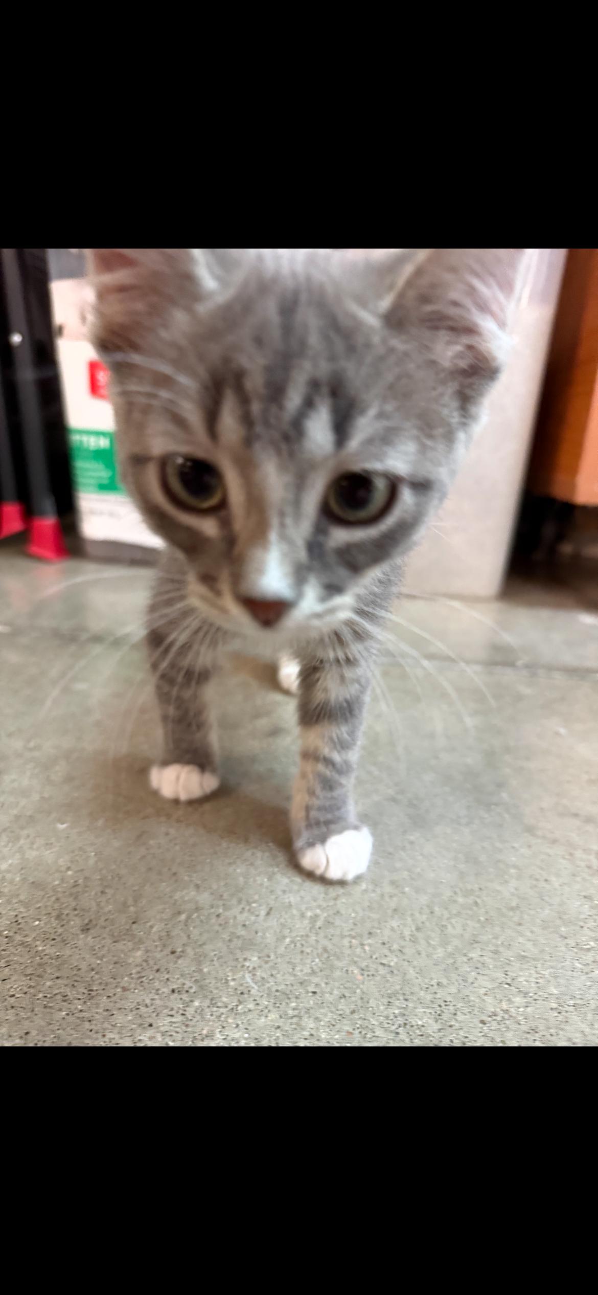 Enlarge Evenstar, a Adoptable mixed breed in Omaha, NE image 4/6