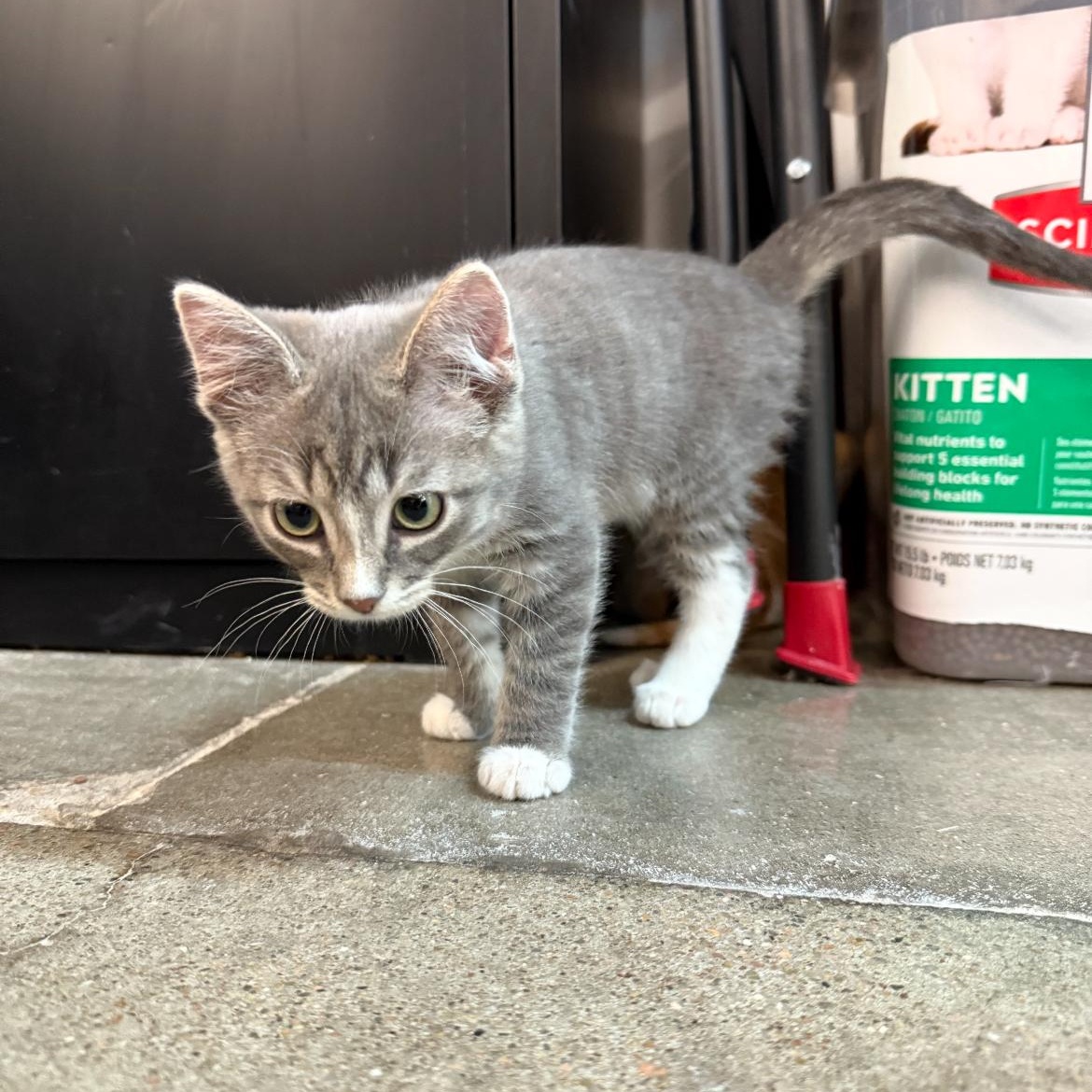 Enlarge Evenstar, a Adoptable mixed breed in Omaha, NE image 5/6