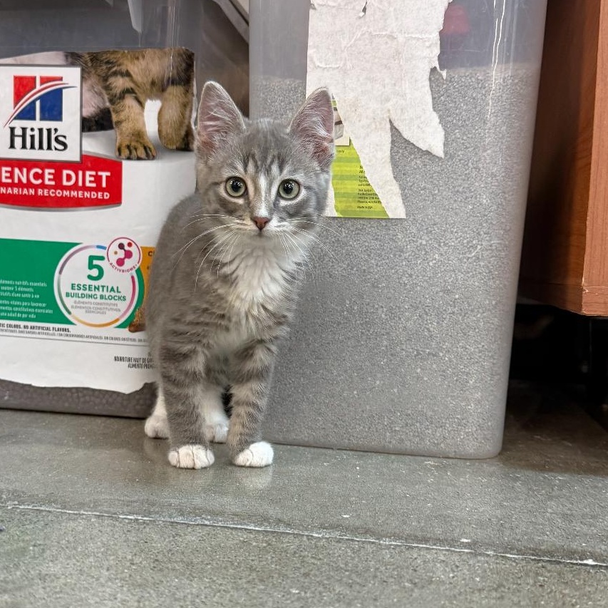 Enlarge Evenstar, a Adoptable mixed breed in Omaha, NE image 1/6