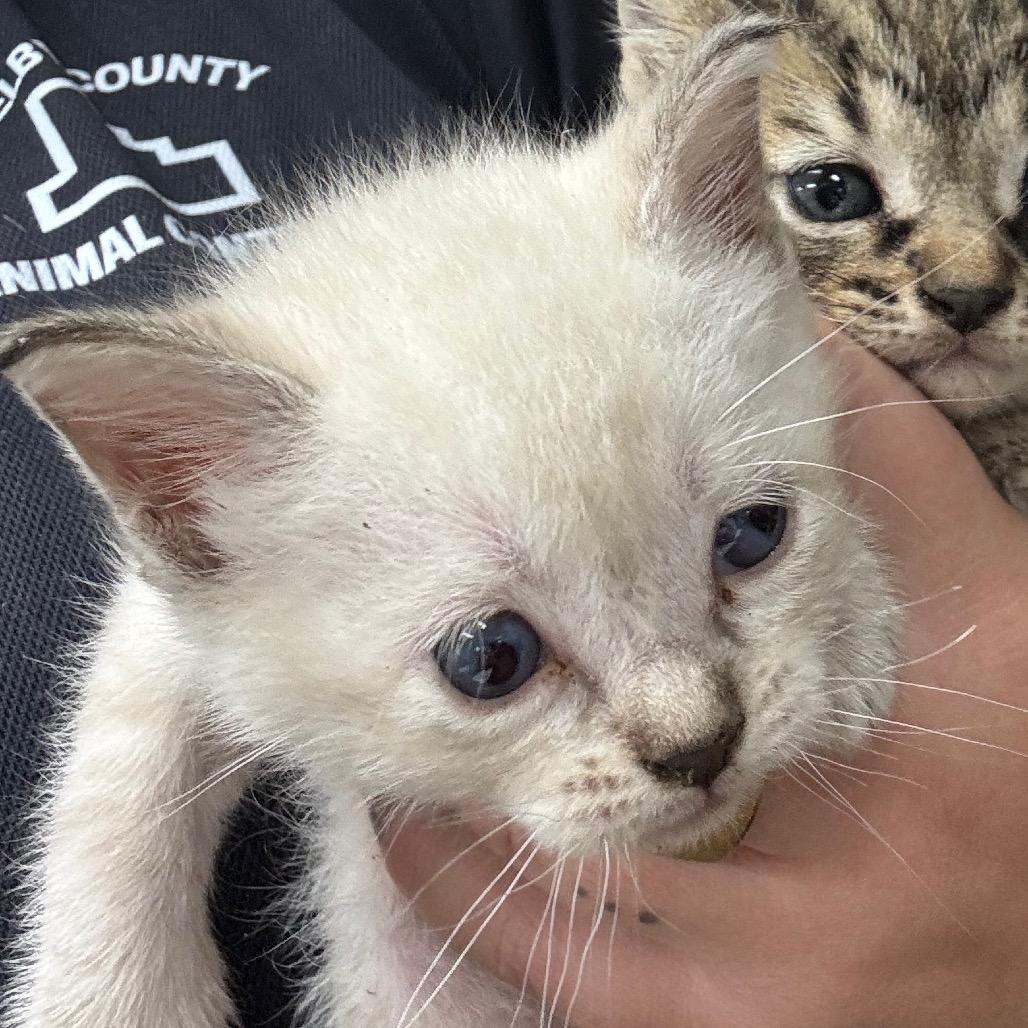 Vanilla, Adoptable, Kitten Female Domestic Short Hair.