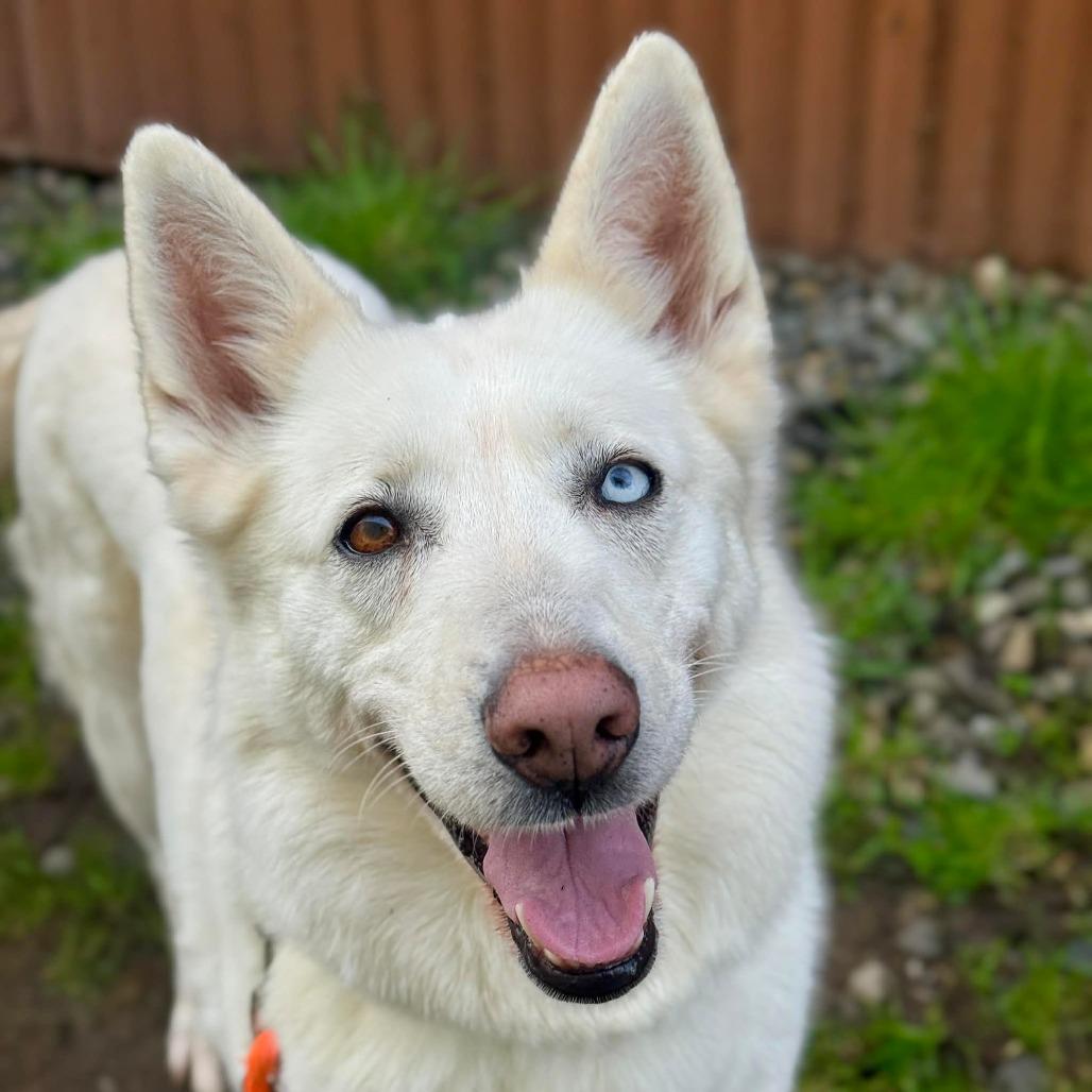 Chloe, Adoptable, Senior Female Husky.