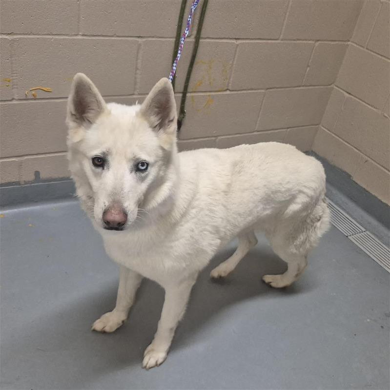 Chloe, a Adoptable Husky in Tacoma, WA image 2/2