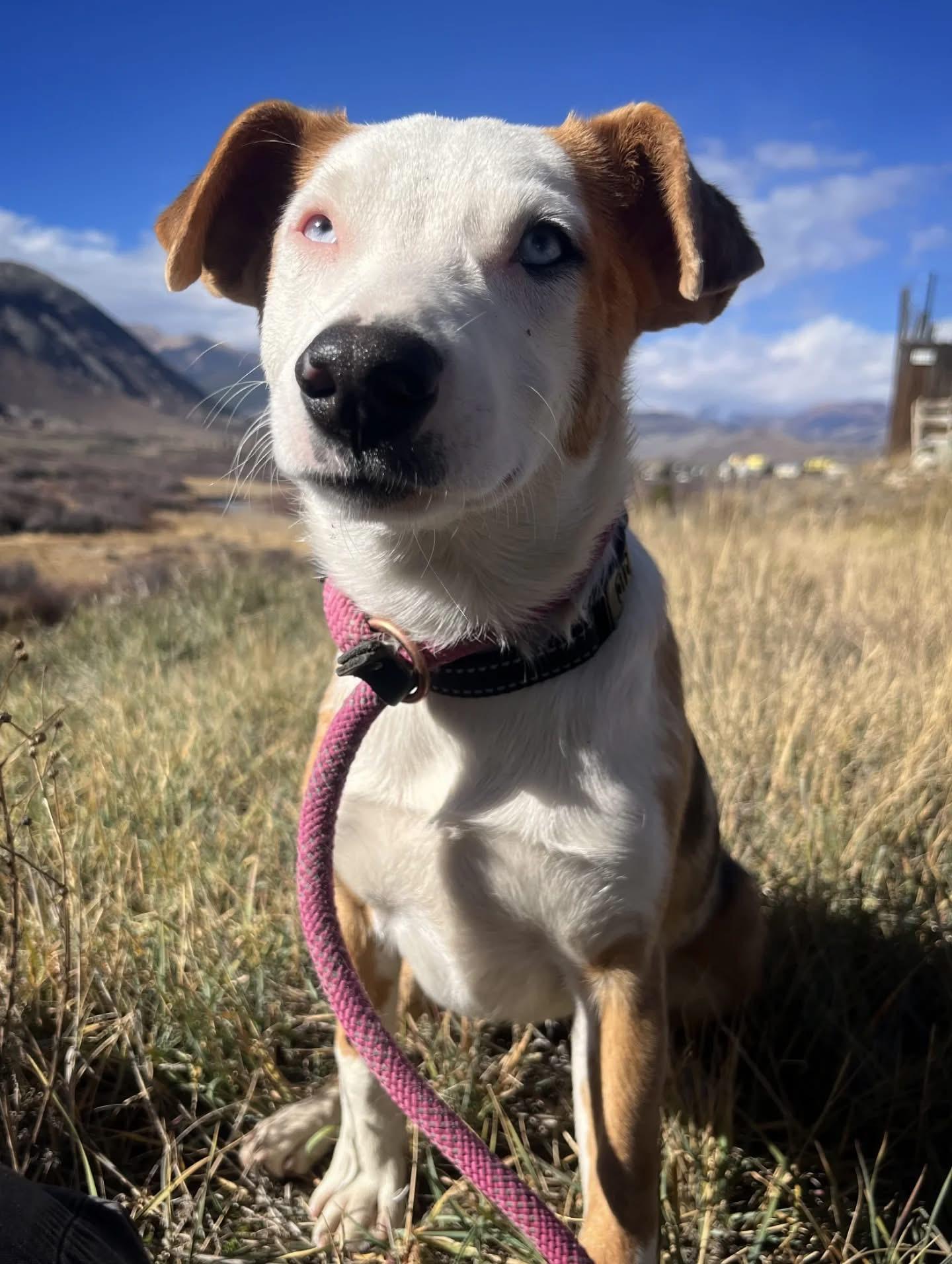Heihei, a Adoptable mixed breed in Crested Butte , CO image 1/2