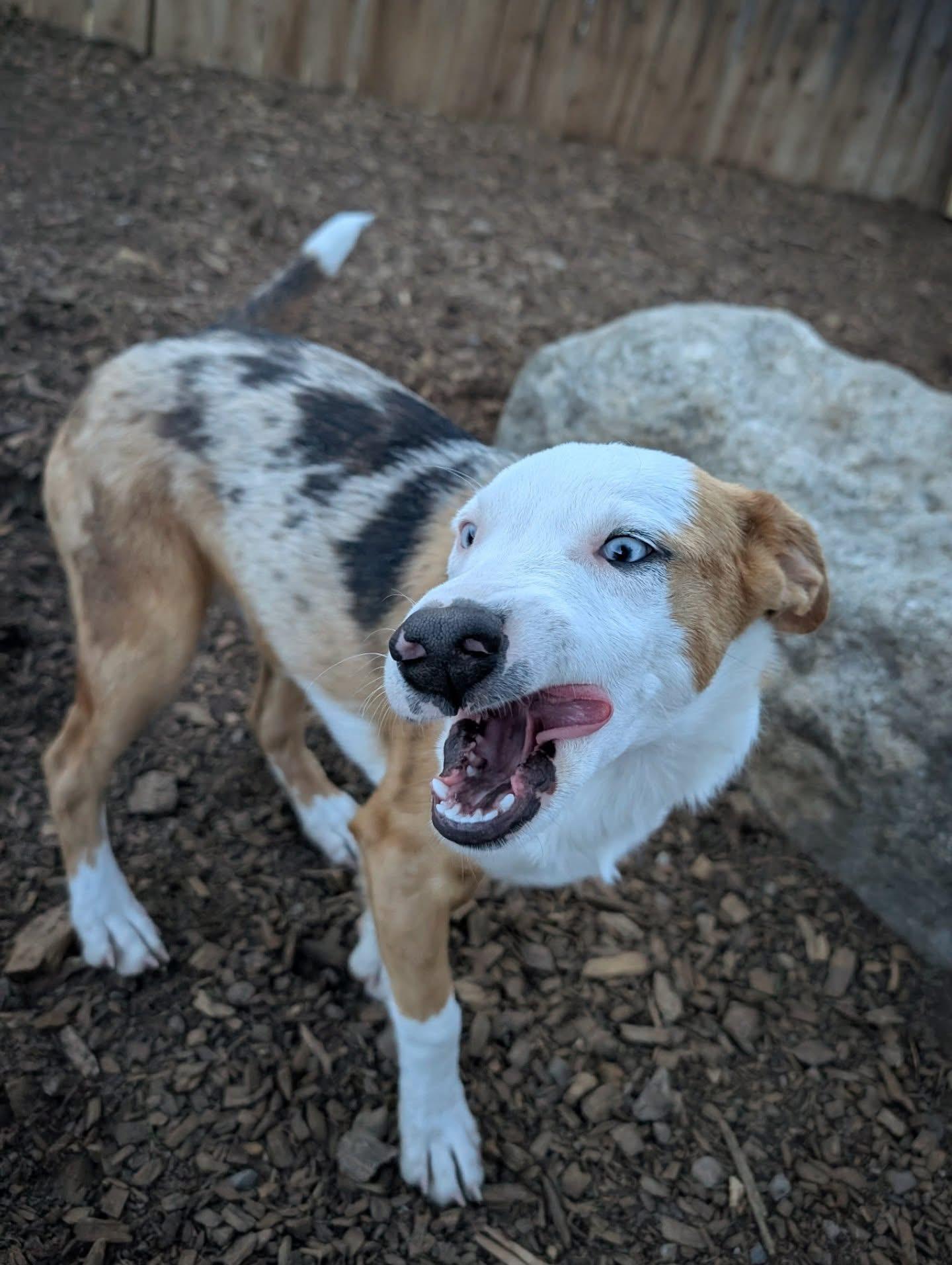 Heihei, a Adoptable mixed breed in Crested Butte , CO image 2/2