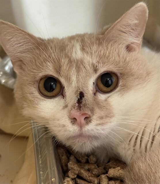 Enlarge BURT, a Adoptable Domestic Short Hair in Louisville, KY image 1/1