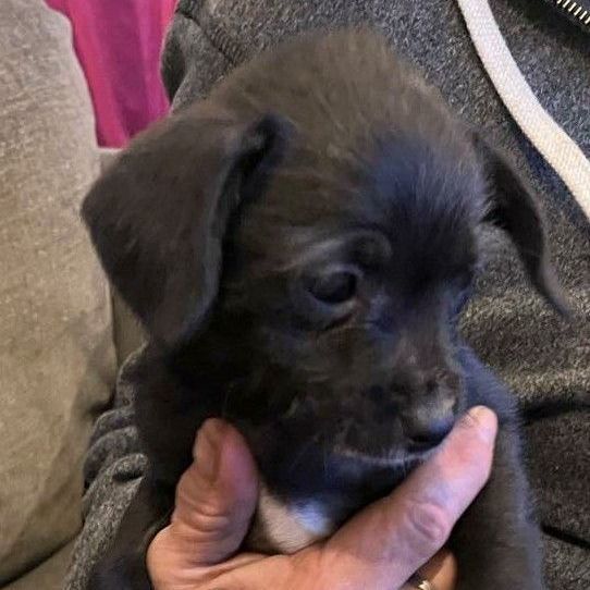 Tinny, Baby Male Beagle