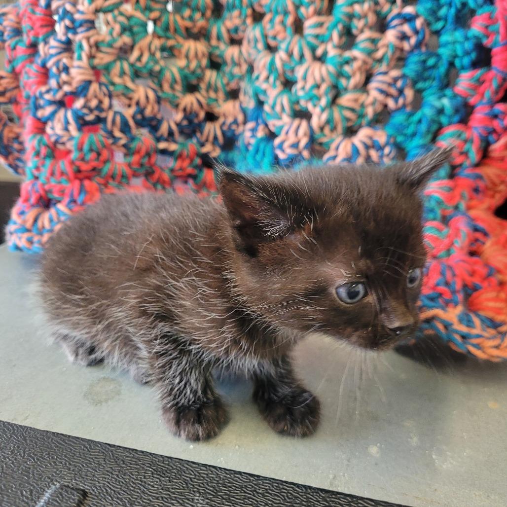 Enlarge Zeek, a Adoptable Domestic Short Hair in Clarksdale, MS image 1/1