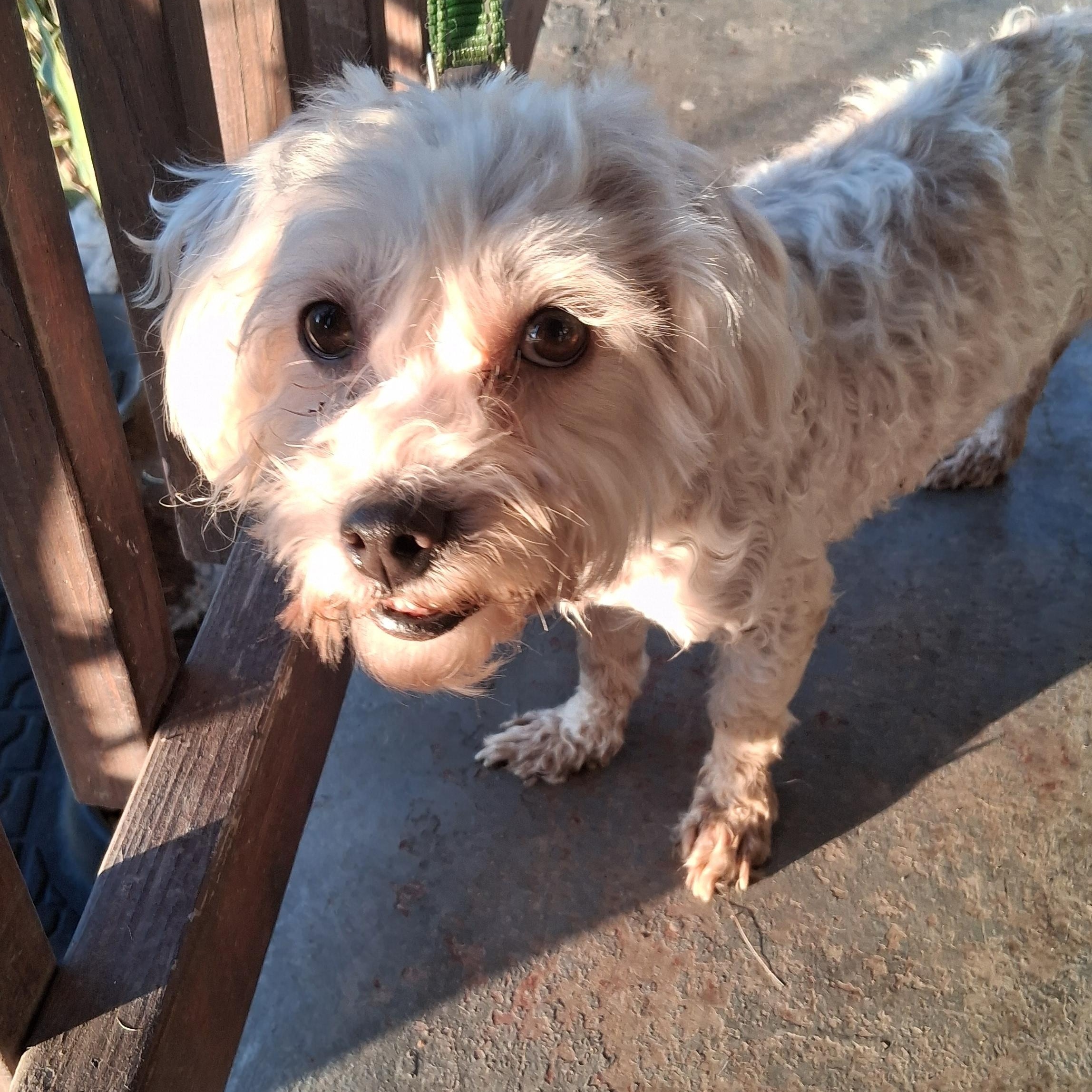 Enlarge Jean Luc, a ADOPTABLE mixed breed in West Hollywood, CA image 1/1