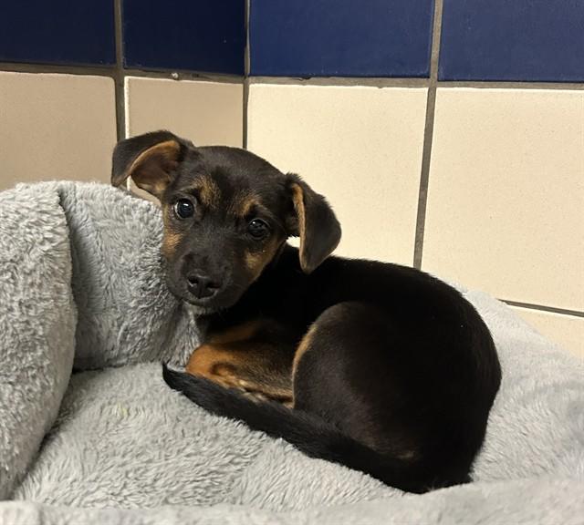 MARNIE, Adoptable, Puppy Female German Shepherd Dog & Dachshund.