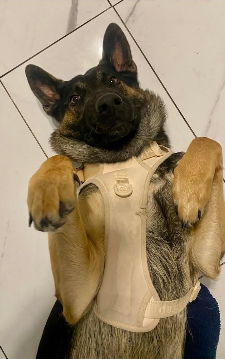 Enlarge Luna, an adopted mixed breed in Ottawa, ON image 5/6