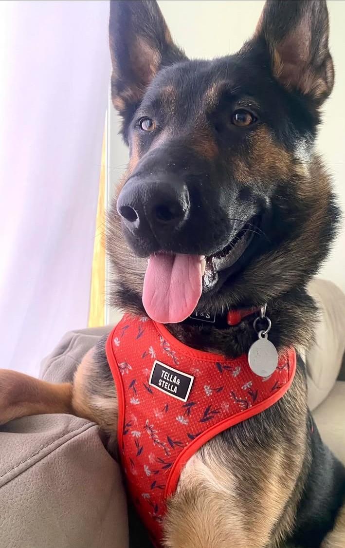 Enlarge Luna, an adopted mixed breed in Ottawa, ON image 2/6