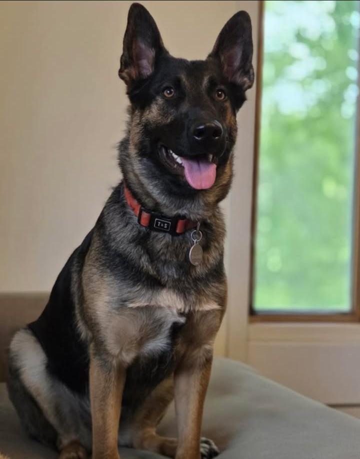 Enlarge Luna, an adopted mixed breed in Ottawa, ON image 1/6