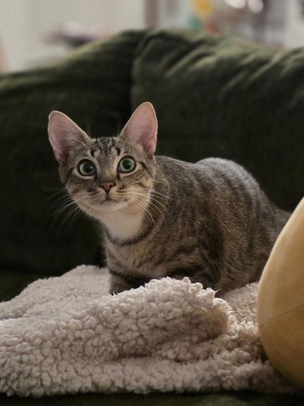 Mama Cordelia thumbnail 3