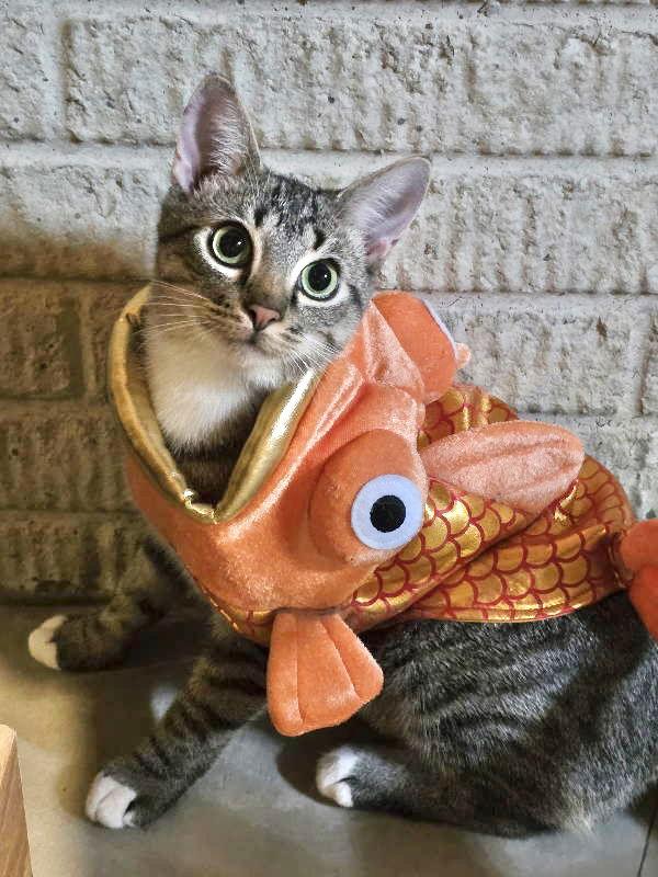 Mama Cordelia thumbnail 4