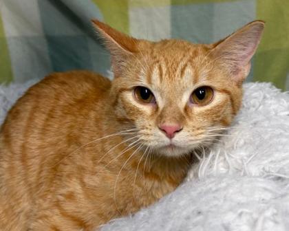 Mabius, Adoptable, Adult Male Domestic Short Hair & Domestic Short Hair.