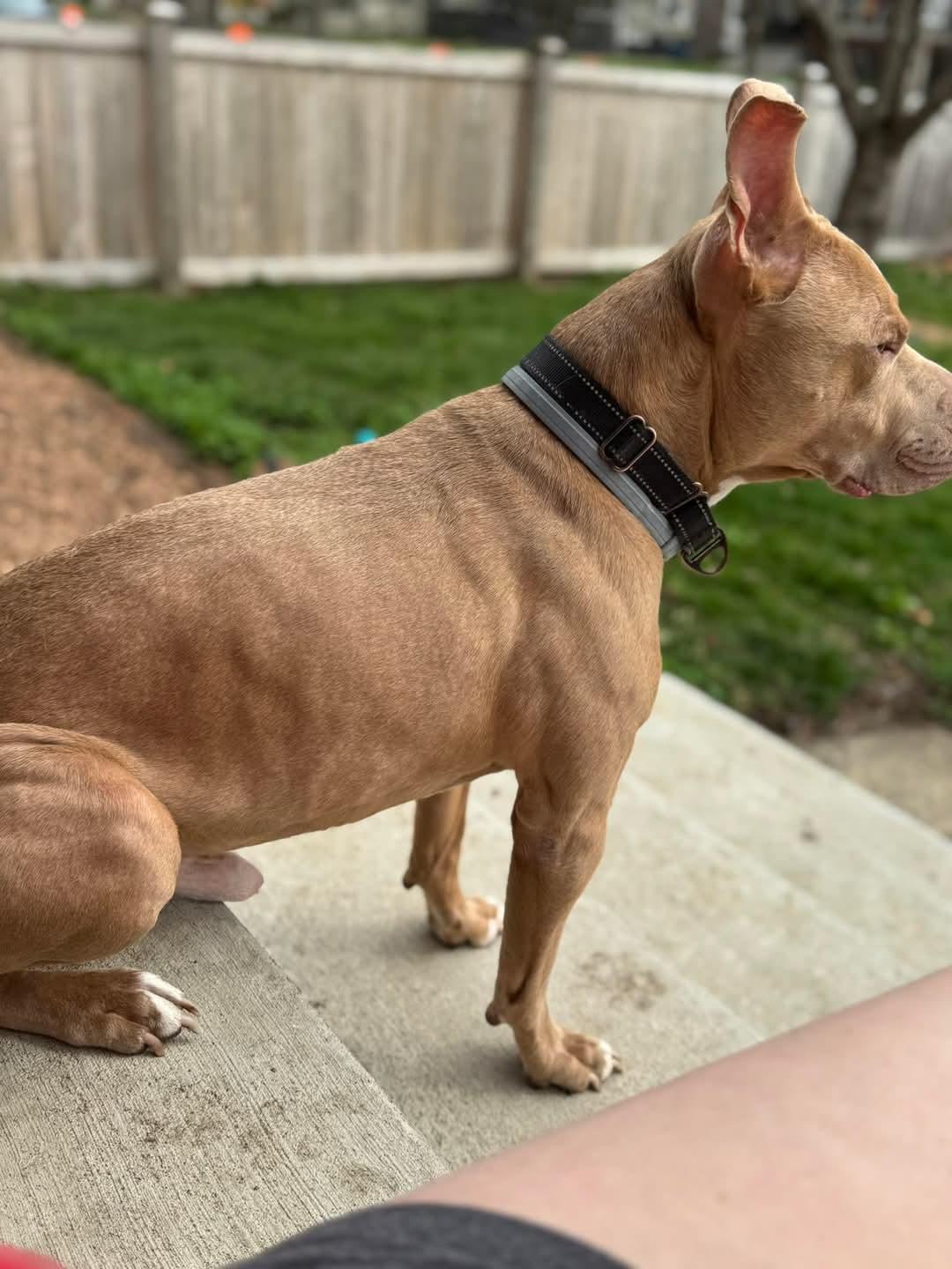 Enlarge Joker, a Adoptable mixed breed in Fort Wayne, IN image 6/6