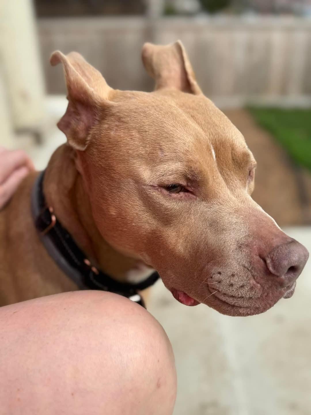 Enlarge Joker, a Adoptable mixed breed in Fort Wayne, IN image 1/6