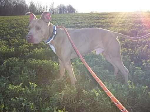 Enlarge Joker, a Adoptable mixed breed in Fort Wayne, IN image 4/6