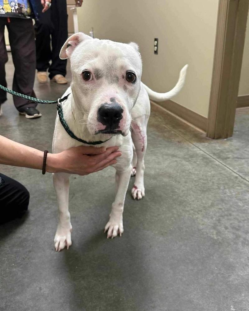 Enlarge Charlie  (F 2026), a Adoptable mixed breed in Wenonah, NJ image 1/1