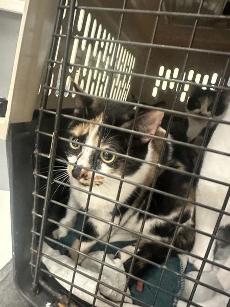 Aoife, Adoptable, Adult Female Domestic Short Hair.