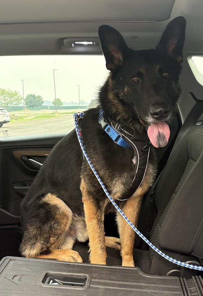 Rex V, Adoptable, Adult Male German Shepherd Dog.