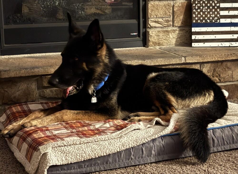 Rex V, a Adoptable mixed breed in Fredonia, WI image 2/3