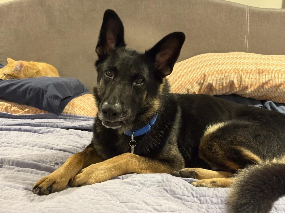 Rex V, a Adoptable mixed breed in Fredonia, WI image 3/3