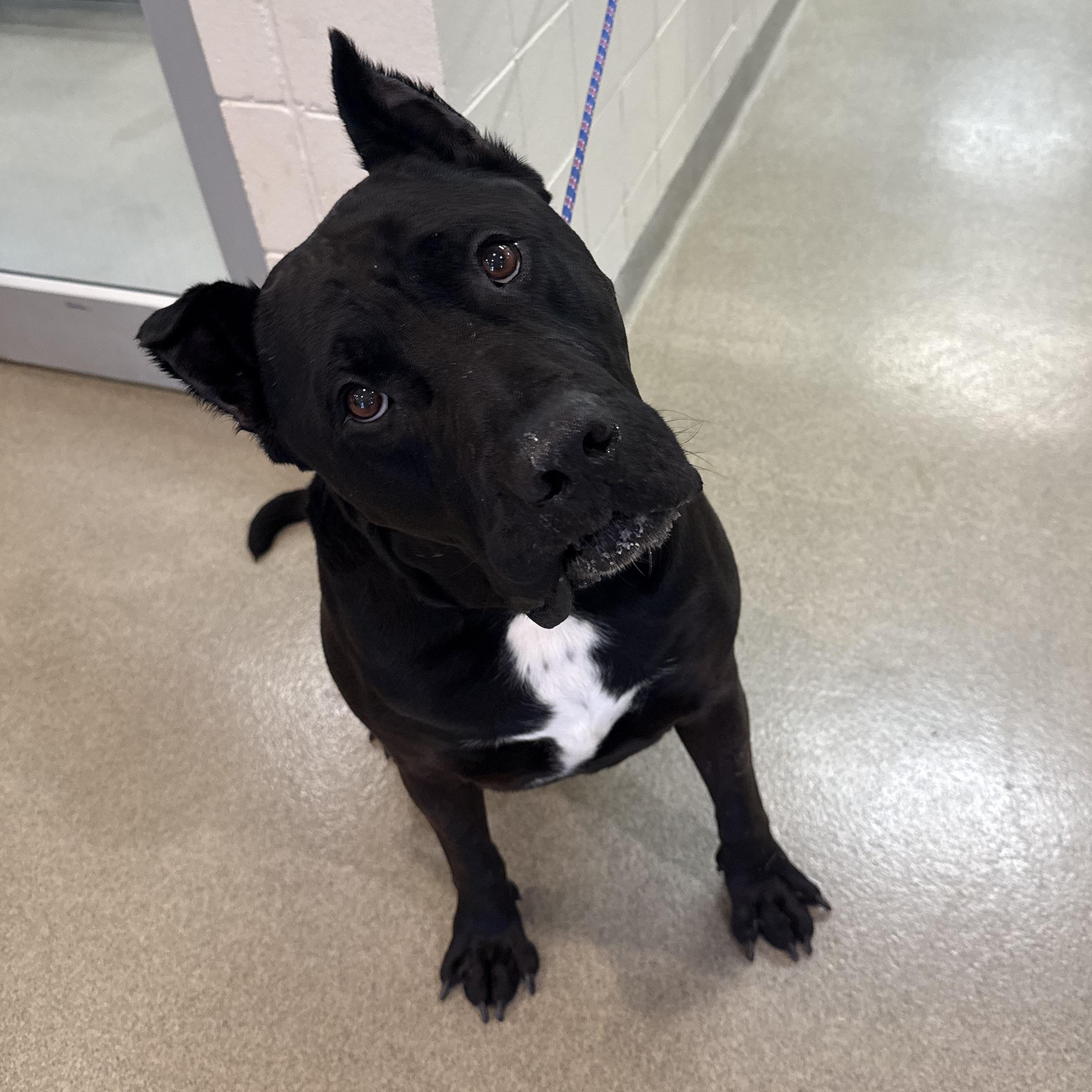 Jax, ADOPTABLE, Adult Male Cane Corso.